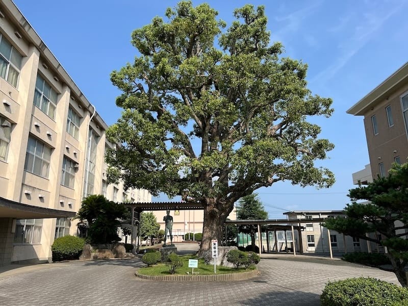 蒲郡高校のクス – 蒲郡の名木50選 24 – 上本町