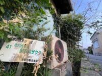 市川氏宅の御衣黄ザクラ　森観音堂方面