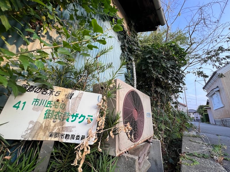 市川氏宅の御衣黄ザクラ　森観音堂方面