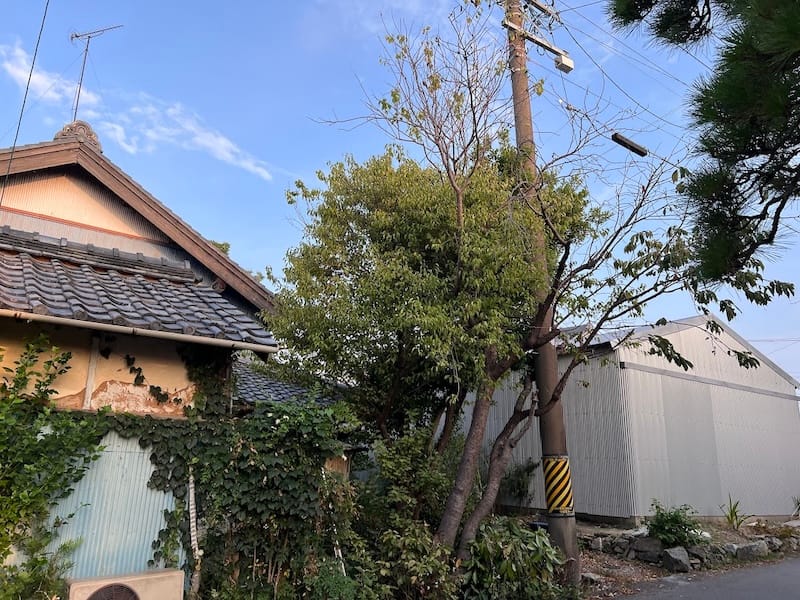 市川氏宅の御衣黄ザクラ – 蒲郡の名木50選 41 – 形原町