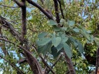 市川氏宅の御衣黄ザクラ　葉