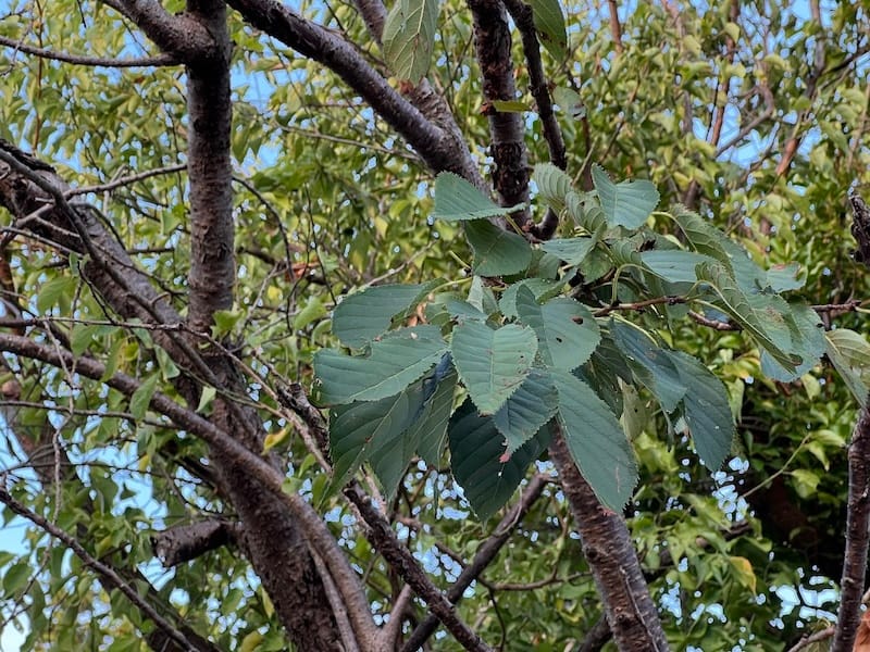市川氏宅の御衣黄ザクラ　葉