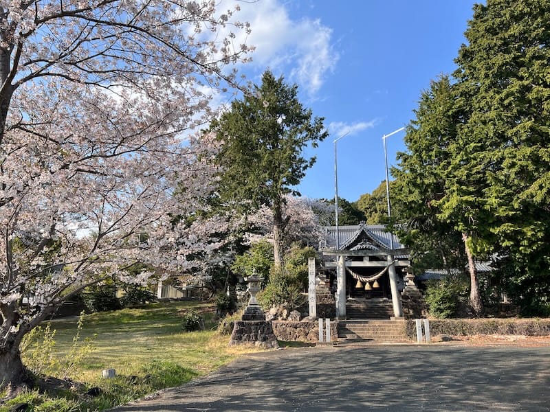 春の境内 桜が咲く