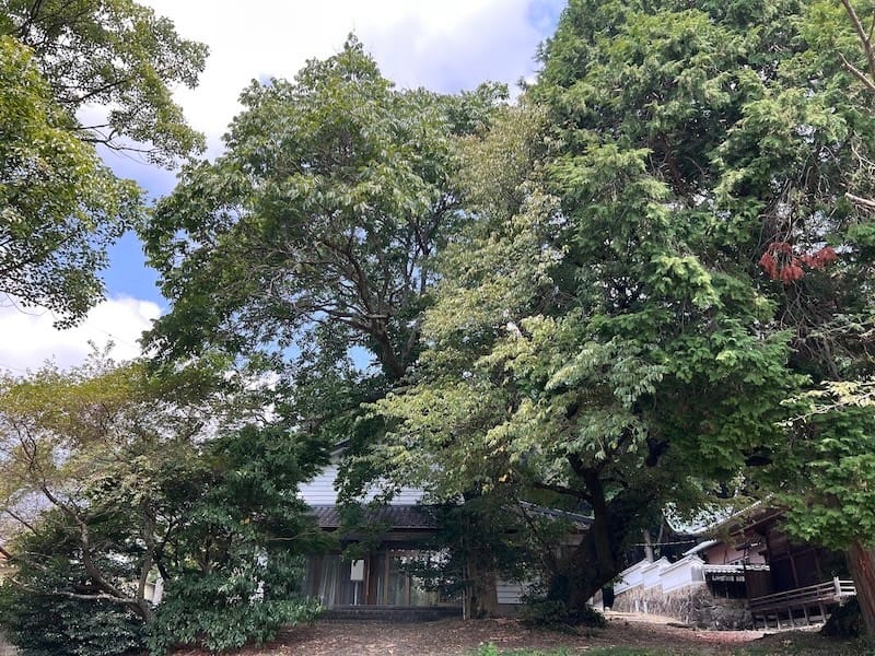 はちまんセンター前 夏