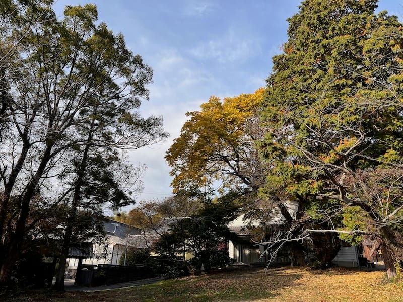 八幡神社のムクロジ 秋