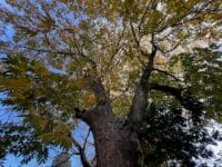 八幡神社のムクロジ　紅葉