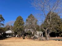 八幡神社のムクロジ　冬
