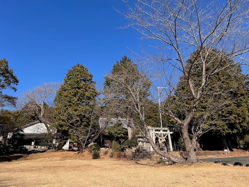 八幡神社のムクロジ 冬