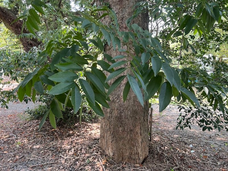 八幡神社のムクロジ 夏