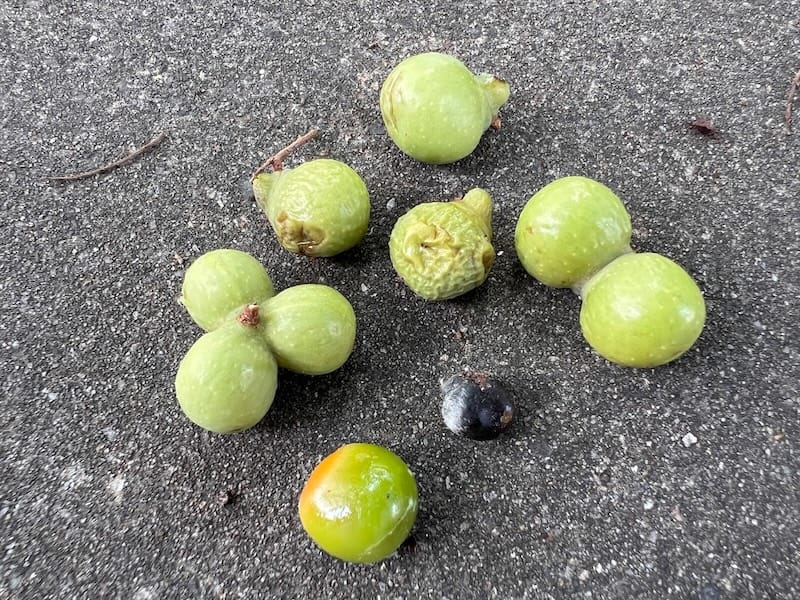 八幡神社のムクロジ 実