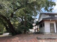 八幡神社のムクロジ　まちまんセンター