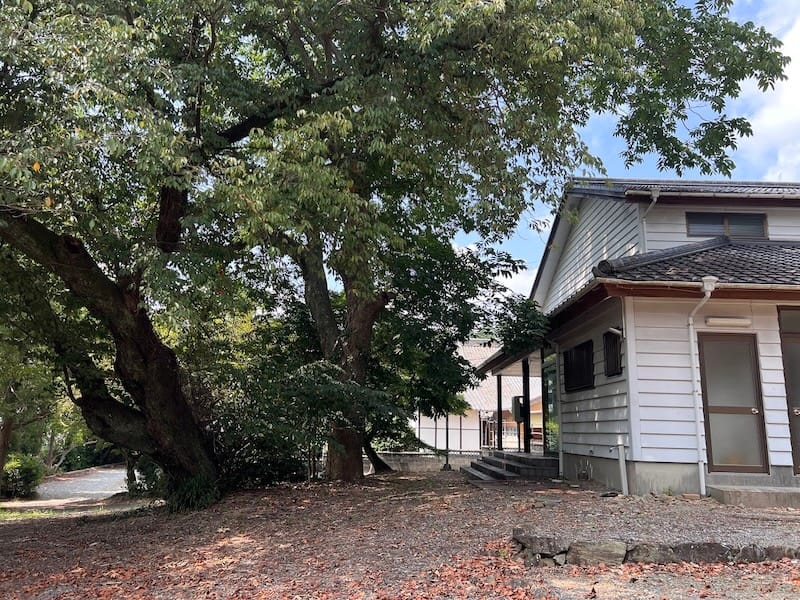 八幡神社のムクロジ まちまんセンター