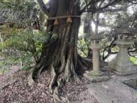 稲村神社のシイ　南西から根本