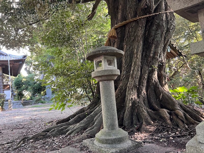 稲村神社のシイ – 蒲郡の名木50選 49 – 西浦町