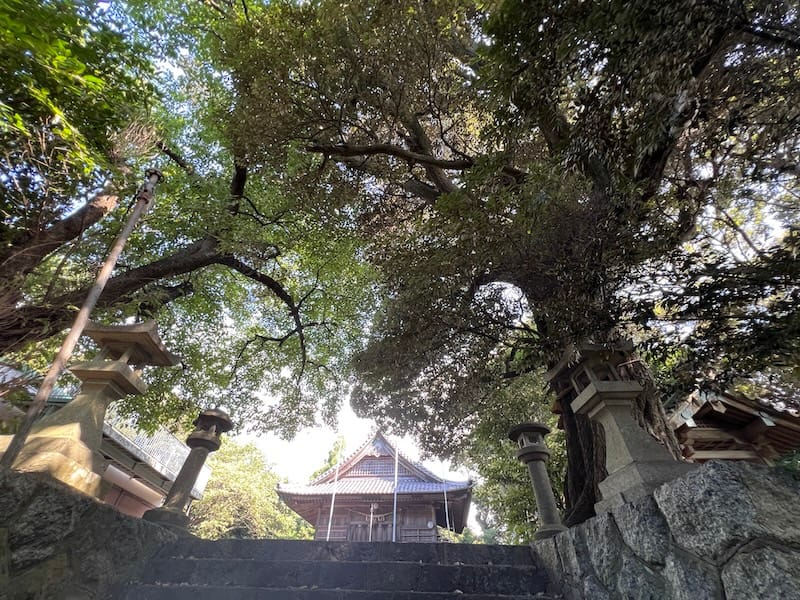 稲村神社のシイ　石段から拝殿と