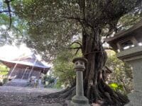 稲村神社のシイ