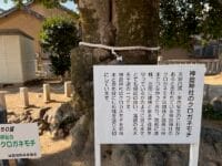 神倉神社のクロガネモチ　解説板