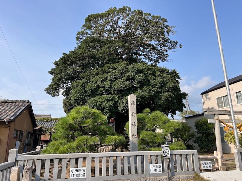 神倉神社のクロガネモチ　神社鳥居横から