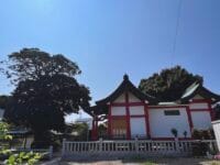 神倉神社のクロガネモチ　神倉公園から