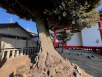 神倉神社　北側のクロガネモチ