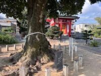 神倉神社のクロガネモチ