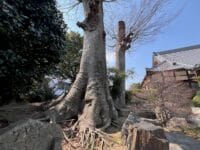 専称寺のケヤキ　冬