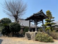 専称寺のケヤキ　冬