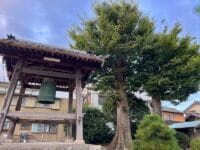 専称寺のケヤキ　夏