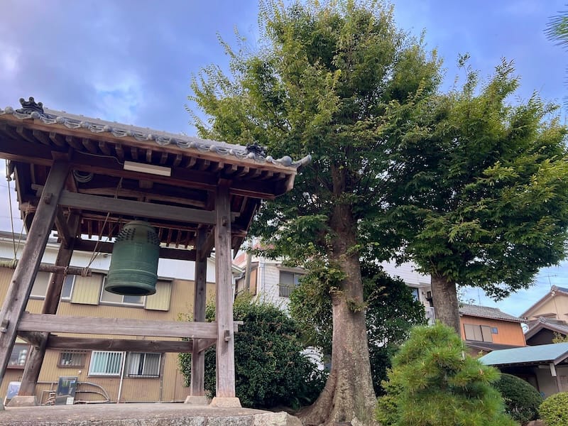 専称寺のケヤキ – 蒲郡の名木50選 37 – 形原町