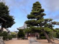 専称寺のケヤキ　夏