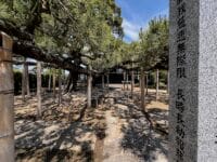 光忠寺のマツ　長く伸びる枝