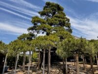 光忠寺のマツ　正面