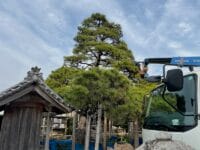 光忠寺のマツ　剪定中