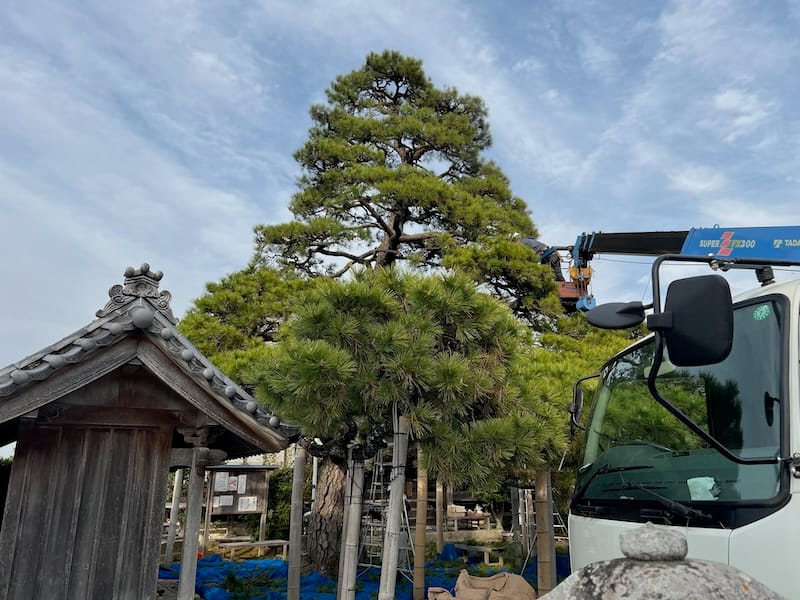 光忠寺のマツ　剪定中
