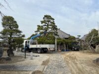 光忠寺のマツと庭長さん