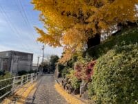 高雲寺の大イチョウ　東側の道路から