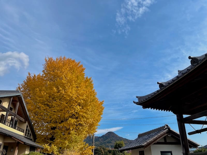 高雲寺の大イチョウ　境内から