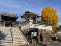 高雲寺の大イチョウ　山門から
