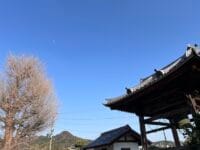 高雲寺の大イチョウ　冬