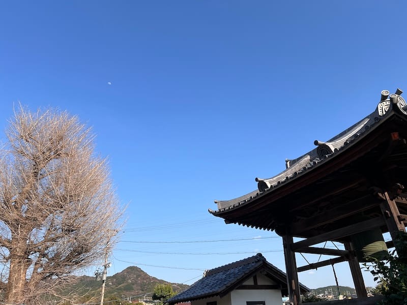 高雲寺の大イチョウ　冬