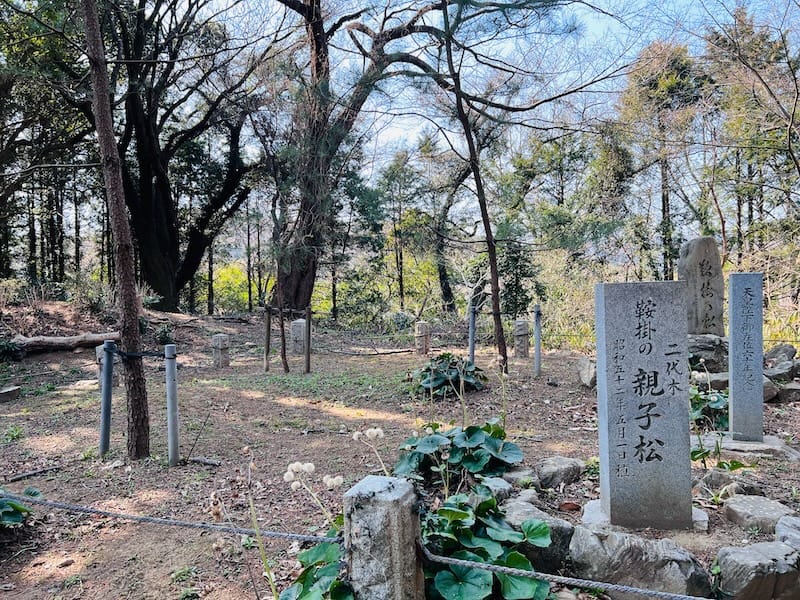 鞍掛の松　二代木親子松
