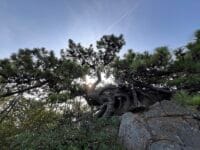 松島のマツ　下から