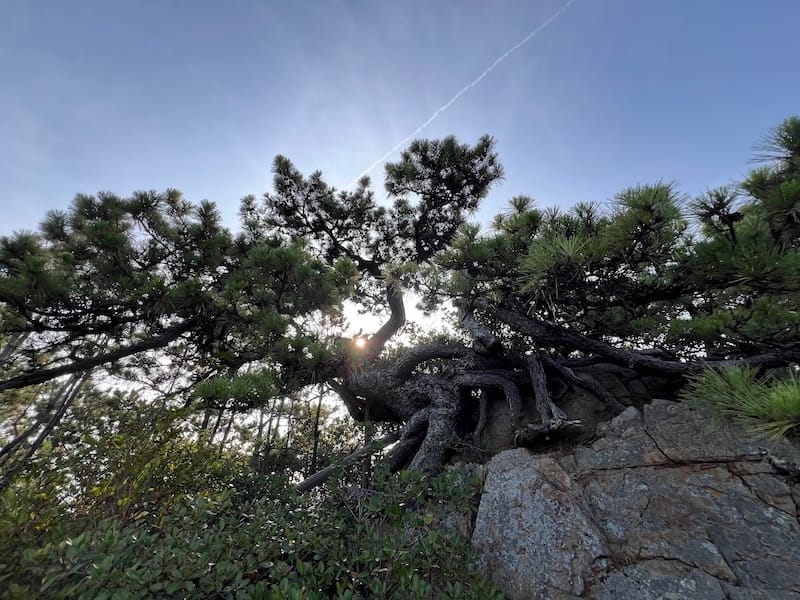 松島のマツ　下から