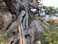 松島のマツ　岩の上に立つ