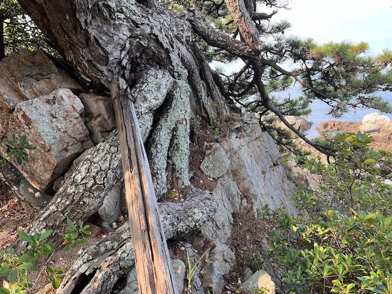 松島のマツ　岩の上に立つ