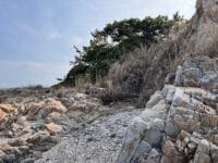 松島のマツ　西側の海岸から