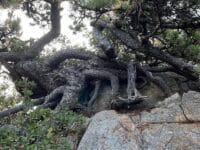 松島のマツ　岩肌を這う根