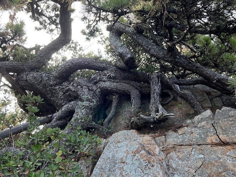 松島のマツ – 蒲郡の名木50選 46 – 西浦町