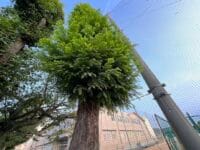 形原中学校のメタセコイア　下から