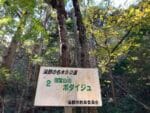 御堂山のボダイジュ 標識